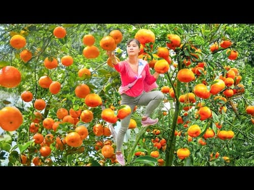 Harvesting Tangerines to Sell at the Countryside Market – Growing Pumpkins | Phuong Harvest Life