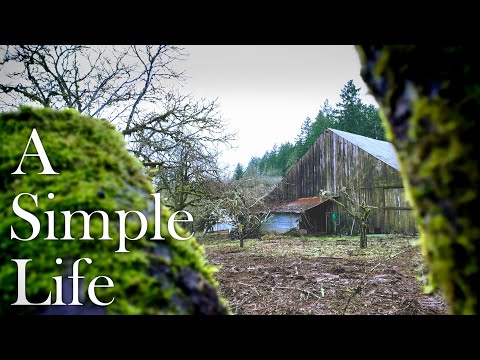 Pruning a 100 Year Old Neglected Apple Tree