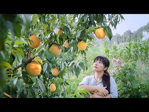 【二米炊烟】 Yellow Peach 黃桃的甜,一半在枝頭,一半在罐頭裡