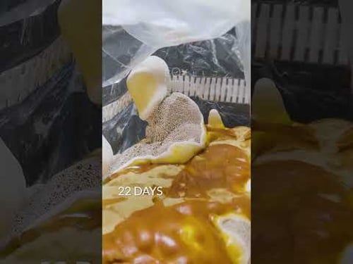 37 day timelapse of reishi mushroom