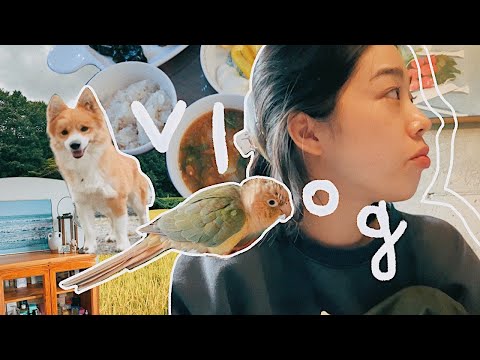 🌱221 Vlog I Playing Day Vlog🌞 I Country Life with Gaesae (🐶🦜) I Collection of Various Noisy Larry...