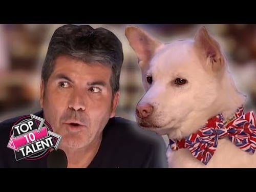 SMARTEST DOG Auditions On Got Talent EVER!