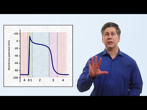 The Cardiac Action Potential