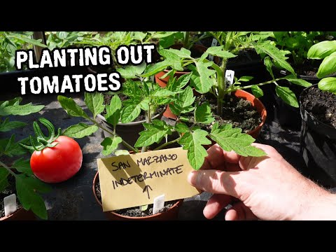First time planting out tomatoes - San Marzano, Moneymaker and more!