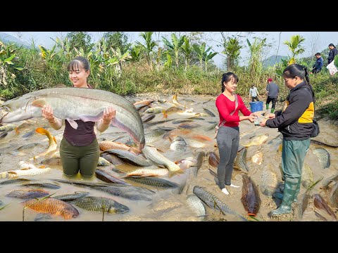 REWIND TIMELAPSE --277 Days Harvest Lots Of Big Fish Goes To Sell /Phương's Story
