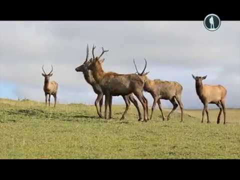 Россия. Гений места. Алтай