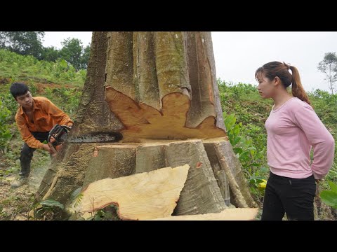 TIMELAPSE: Fastest Chainsaw Cutting Biggest Tree Machines Skills - Truck Transport Start to Finish