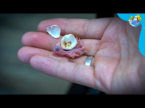 From Egg to Bird: Baby Budgie Growth Stages Explained