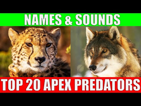 Top 20 Apex Predators For Kids | What is a Food Chain?