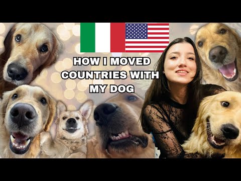 How I Brought My Dog From Italy To The USA | (What No One Tells You)