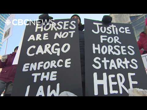 Animal-rights group takes Manitoba horse exporter to court
