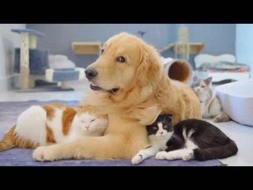 My Golden Retriever's Magic Makes Every Cat In Family Love Him!