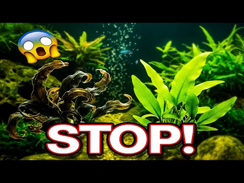 STOP Doing THIS If Your Aquarium Plants Keep Melting