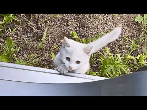 "Don't go, please take me with you, okay?" A homeless little kitten slipped out from the bushes