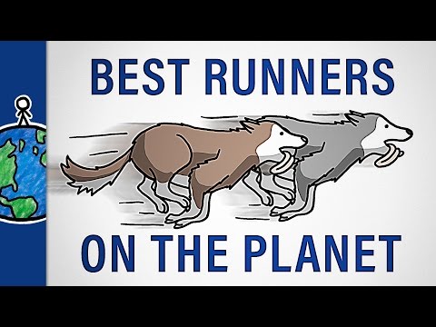 Why Don't Sled Dogs Ever Get Tired?