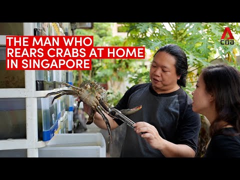 The crab condo guru: Meet the man who rears crabs at home in Singapore