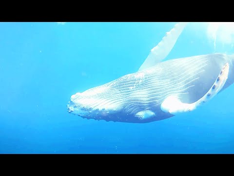 Responsibly Open Sourcing Our Whale ML Model