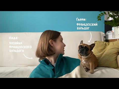 Французский бульдог | Что важно знать перед тем как заводить
