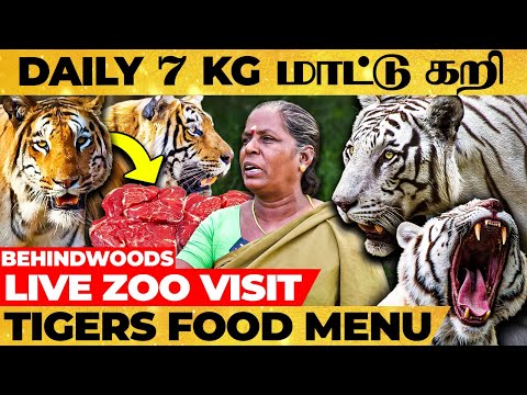 Vijay புலி, Sivakarthikeyan புலி... இது Vandalur புலி 🐅 ZOO TIGER Live Visit