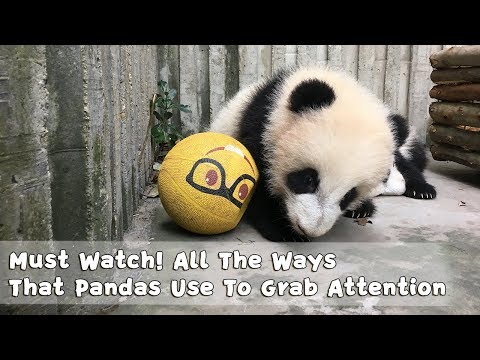 Must Watch 2 ! All The Ways That Pandas Use To Grab Attention | iPanda