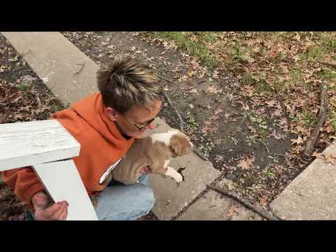 Mom & puppies saved from COLD - Stray Rescue of St.Louis