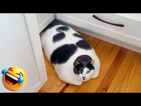 Ultimate Cat and Dog Comedy 2025 | Funniest Pets Compilation ๐