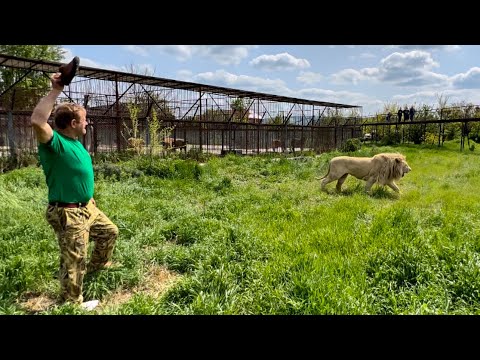 Олег Зубков помогает Донецкому льву ОТБИВАТЬСЯ от напавших львов! Волшебный тапок в действии)))