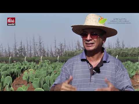 هكذا تتصدى وكالة التنمية الفلاحية لزحف الحشرة القرمزية بجهات المملكة