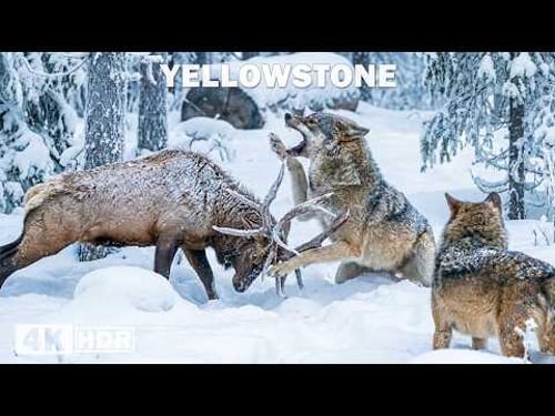 YELLOWSTONE SAUVAGE | Un Voyage des Froids Mortels aux Ardeurs de l’Été | Documentaire animalier