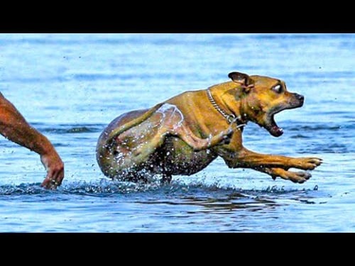 Funniest Animal Videos 2025 ๐น When Animals Do the Silliest Things!