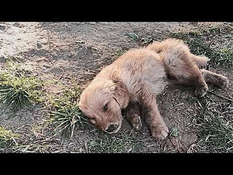 Surrounded by flies, the dying abandoned puppy had shed his last tear, his eyes showing only despair
