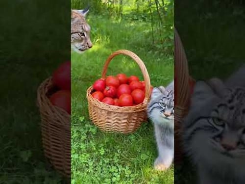 Manul is JEALOUS of the Lynx