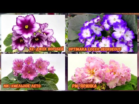 Вот это ФИАЛКА! От такой красоты можно и голову потерять!