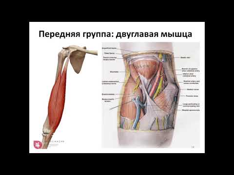 УЗИ локтевого сустава