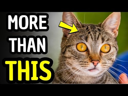 Tabby Cat Facts Most Owners Never Notice