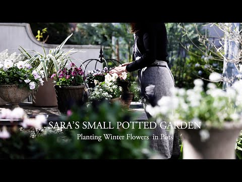Decorating My Winter Garden with Potted Flowers