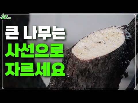 큰 나무에는 필수! 감나무 수고 낮추는 방법ㅣ감나무 정지전정ㅣ사선으로 자르세요