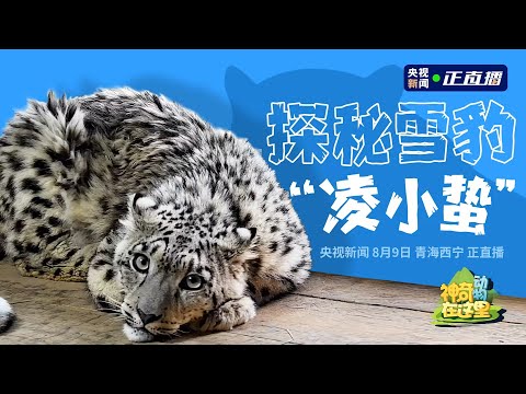 🔴【LIVE直播】神奇動物在這裡 探秘雪豹「凌小蟄」|2025.08.09 @ChinaTimes