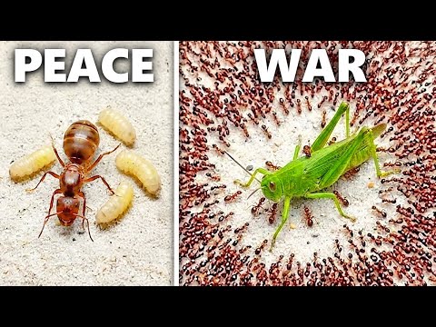 Simulating an Ant Colony For 100 Days