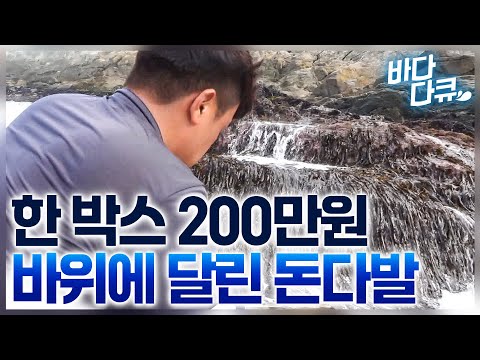 낫들고 바위에 올라타는 섬마을 주민들. 딱 1달 동안 돈이 주렁주렁 열린다는 외딴섬 이야기 / 자연산 돌미역 / #바다다큐
