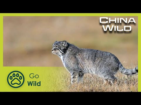 Grasslands | China Wild 1/5 | Go Wild