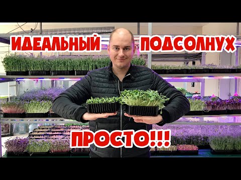 Как вырастить микрозелень подсолнечника, технология и все способы!
