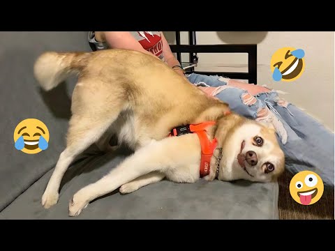 HILARIOUS DOGS Being Weird 🤪 NEW Funniest Dogs Video 2025 #8