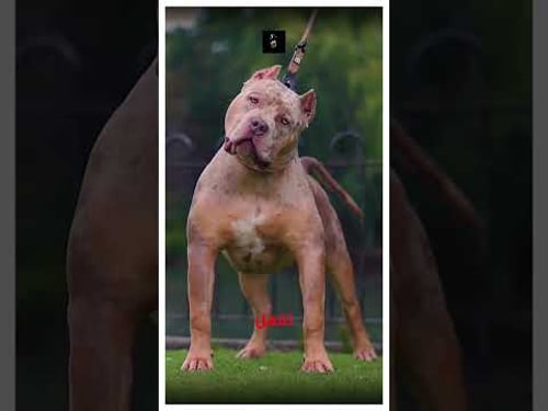 خطأ صغير ترتكبه، هو الذي يجعل الكلب يهاجمك! #كلاب #بيتبول