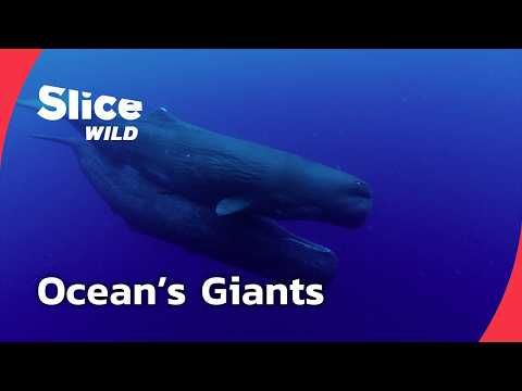Sperm Whales: Giants of the Deep | FULL DOC | SLICE WILD