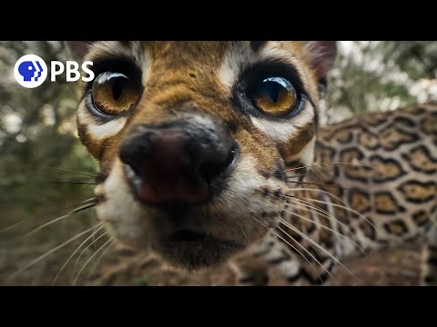 Making of "American Ocelot"