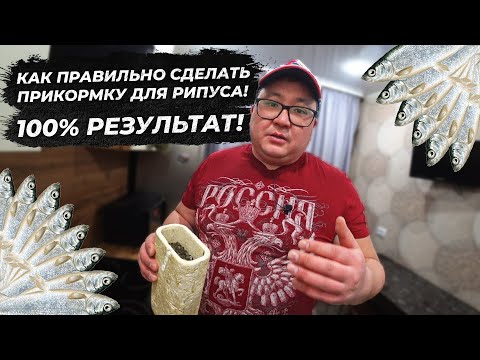 Рипус. Как приготовить прикормку для рипуса. Рипус Увильды. Прикормка для рипуса.