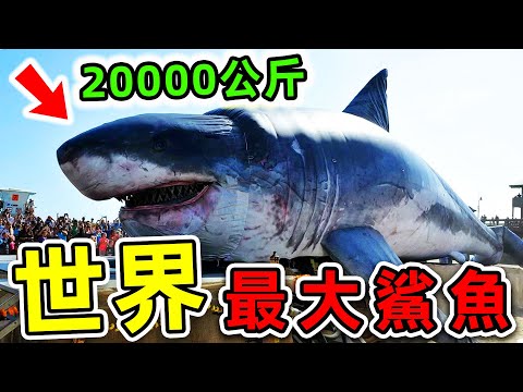 全世界最大的10條超級鯊魚!第一名體重超過20000公斤,比大白鯊還大20倍,把鯨魚當食物吃!|#世界之最top #世界之最 #出類拔萃 #腦洞大開 #top10 #最大鯊魚