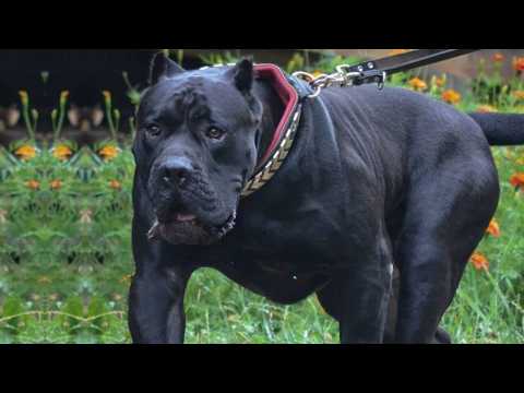 Cane Corso ā This Dog Will Stop Anyone! Hereās Why Heās The Best