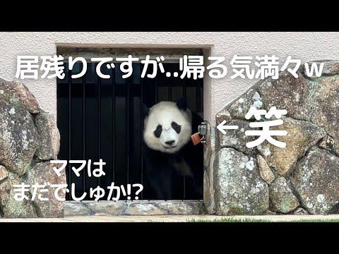 【今日もお笑い子パンダ】ママだけ帰るはずが..楓浜だけ帰った😂面白アクシデントに会場爆笑w